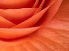 Usa-Washington State-Underwood. Orange ranunculus flower close-up Art Print